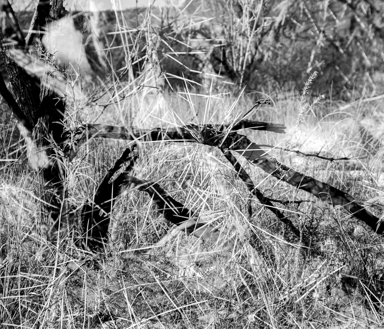 Book2_Collection Page 50